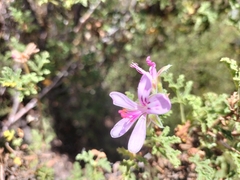 Pelargonium quercifolium