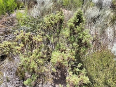Pelargonium quercifolium
