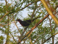 Rhodinocichla rosea