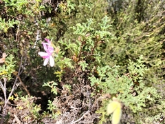 Pelargonium quercifolium