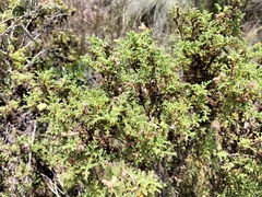 Pelargonium quercifolium