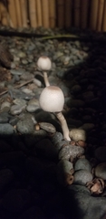Leucocoprinus brebissonii