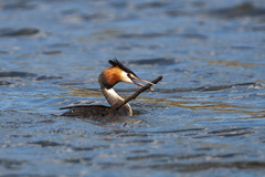 Podiceps cristatus australis