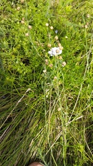 Linum perenne