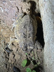 Sclerophrys gutturalis