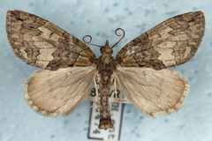 Hydriomena renunciata