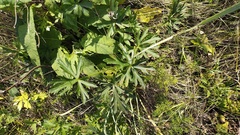 Ranunculus polyanthemos