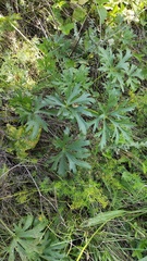 Ranunculus polyanthemos