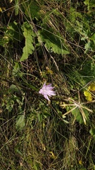 Scorzonera purpurea
