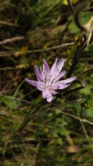 Scorzonera purpurea