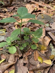 Asystasia gangetica