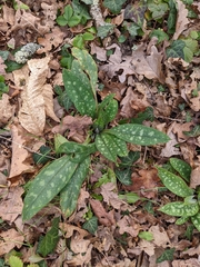 Pulmonaria