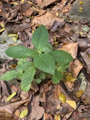 Asystasia gangetica