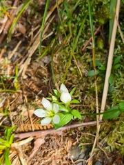 Gentianella grisebachii