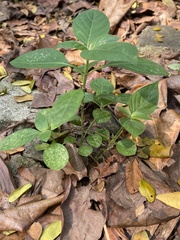 Asystasia gangetica