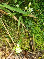 Gentianella grisebachii