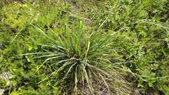 Phleum phleoides
