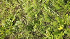 Plantago urvillei