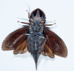 Ledromorpha planirostris