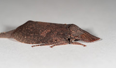 Ledromorpha planirostris