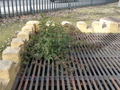 Ligustrum japonicum