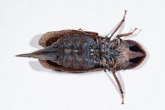 Ledromorpha planirostris