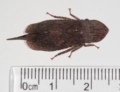 Ledromorpha planirostris
