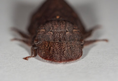 Ledromorpha planirostris