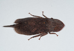 Ledromorpha planirostris