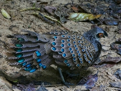 Polyplectron malacense