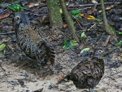 Polyplectron malacense