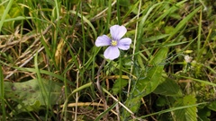 Linum perenne