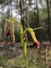 Cryptostylis subulata