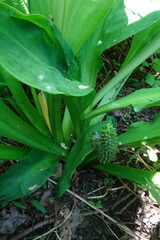 Lysichiton camtschatcensis