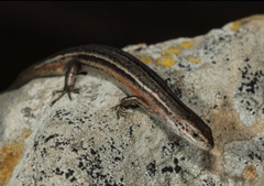 Pseudemoia pagenstecheri