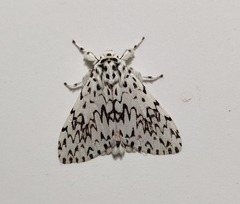 Lymantria singapura