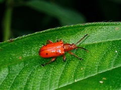 Lema quadripunctata