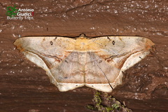 Chorodna metaphaearia