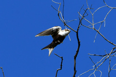 Cheramoeca leucosterna