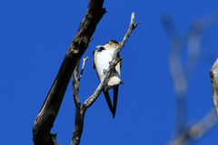 Cheramoeca leucosterna