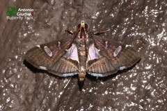 Glyphodes crithealis