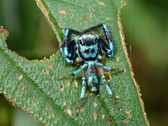 Thiania