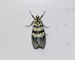 Heortia vitessoides