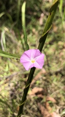 Polymeria