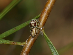 Opisthoncus abnormis