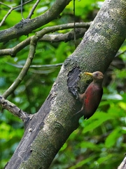 Blythipicus rubiginosus