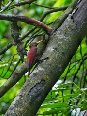 Blythipicus rubiginosus