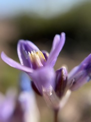 Dipterostemon capitatus pauciflorus