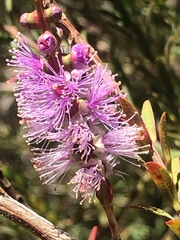 Melaleuca decussata