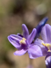 Dipterostemon capitatus pauciflorus
